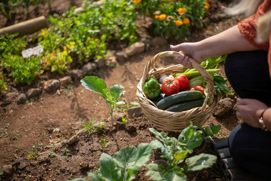 person with basket of begetable drown in their own garden