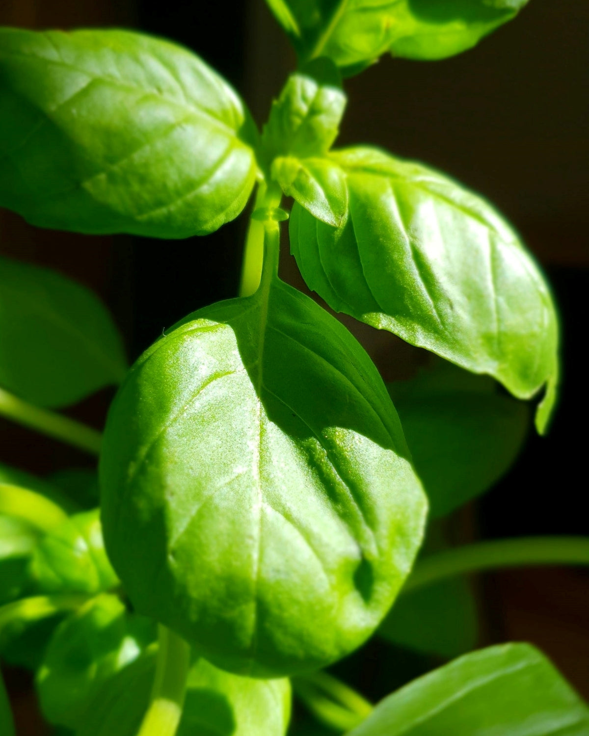 Basil (Sweet) Seeds