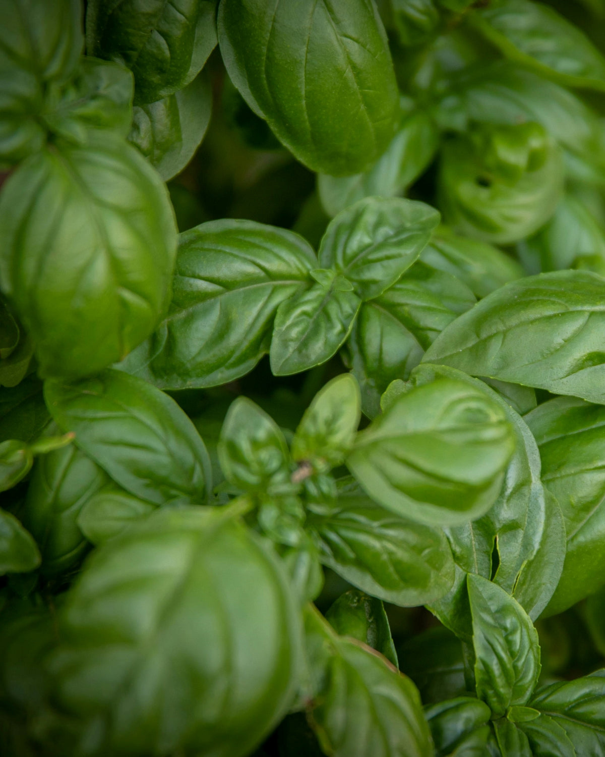 Herb Seed Pack (5 Varieties)