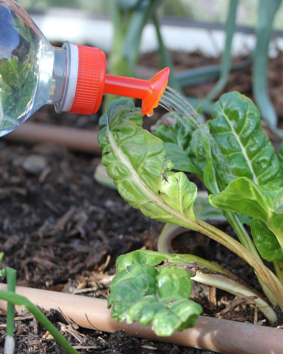 Bottle Top Sprinkler (pack of 3)