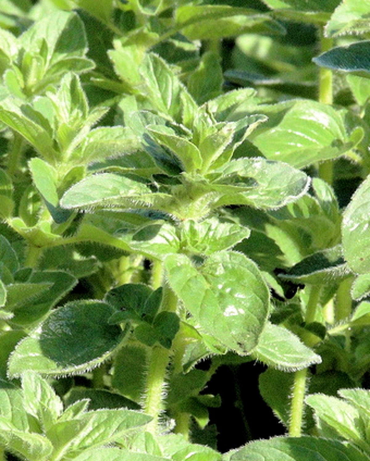 Oregano Seeds (Vulgare)