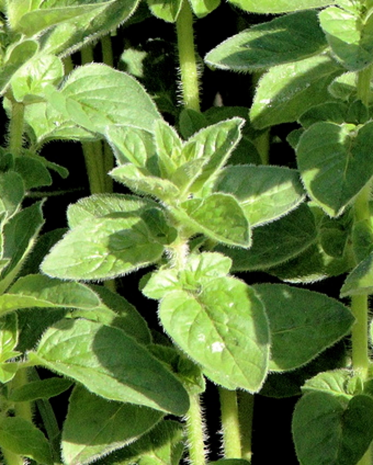 Herb Seed Pack (5 Varieties)