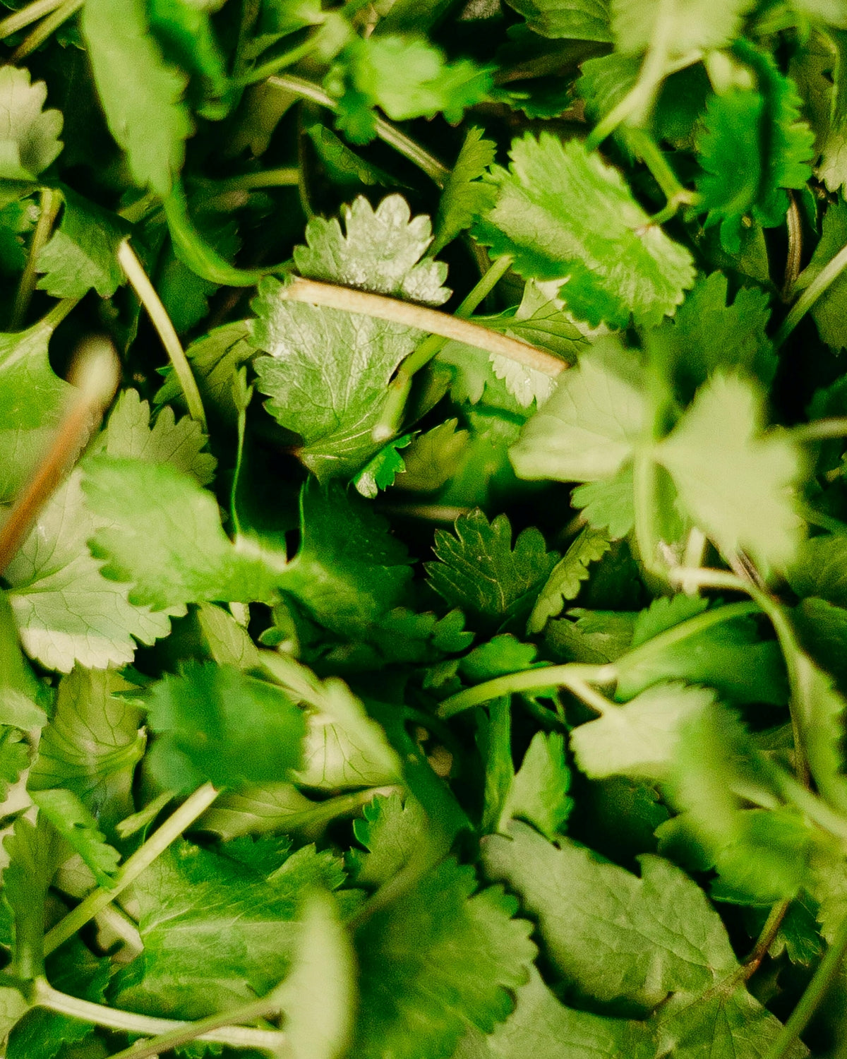 Parsley Seeds (Italian)