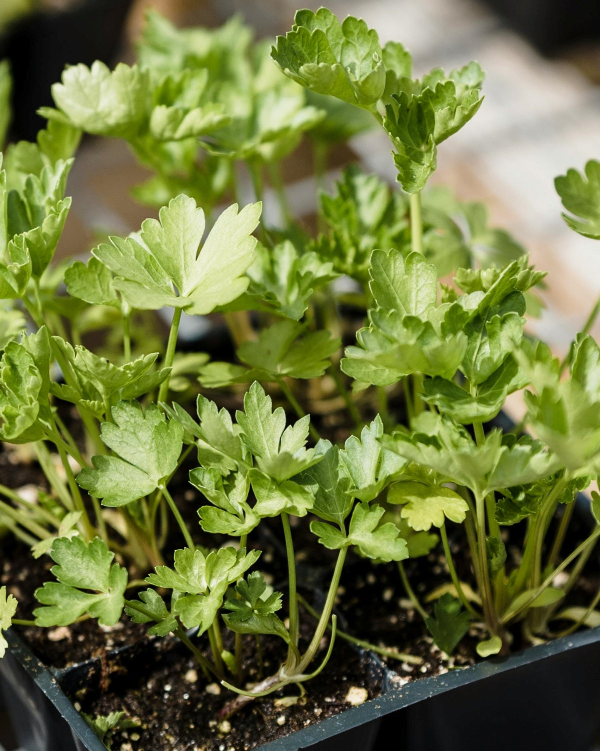 Herb Seed Pack (5 Varieties)