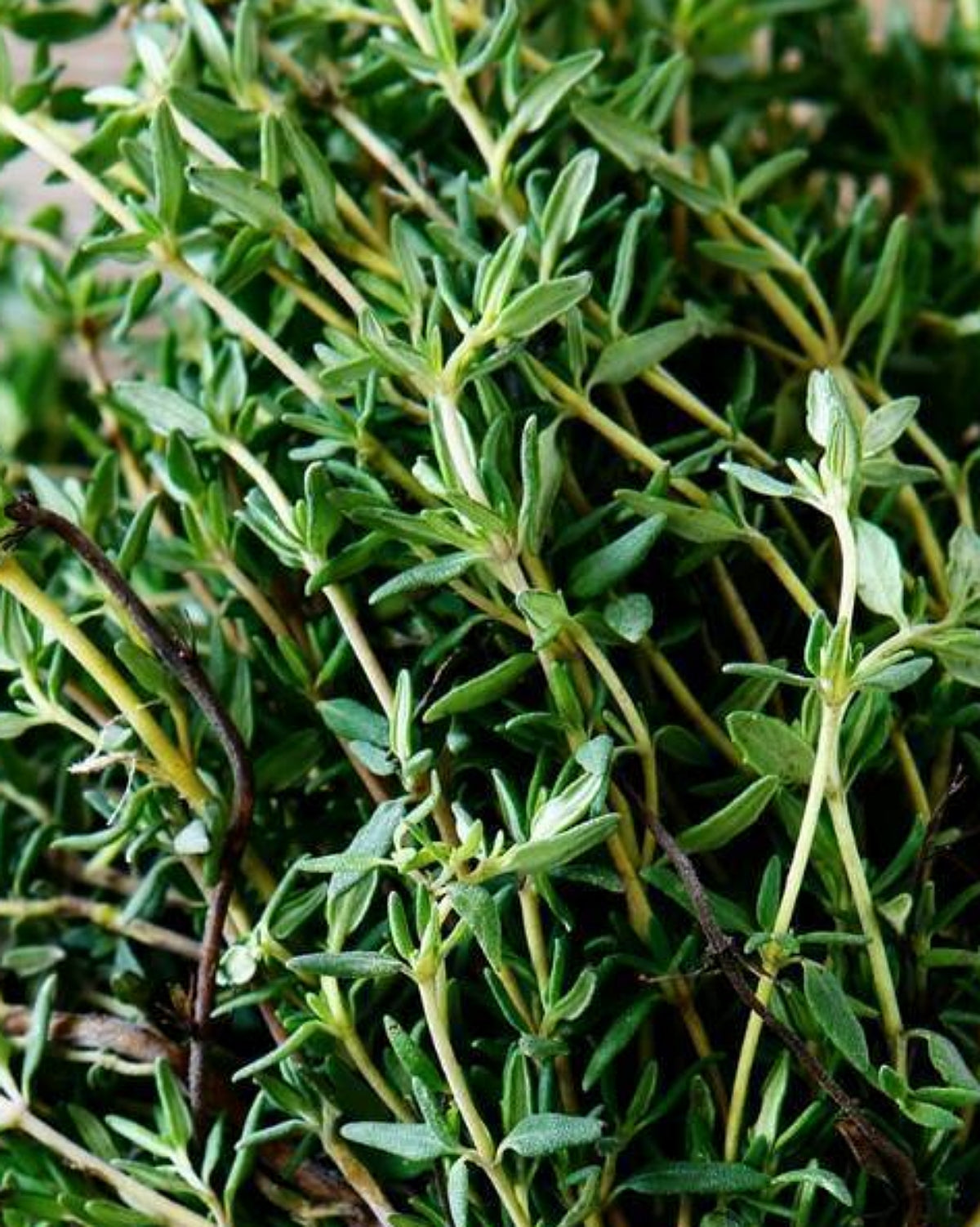 Thyme Seeds (Summer)