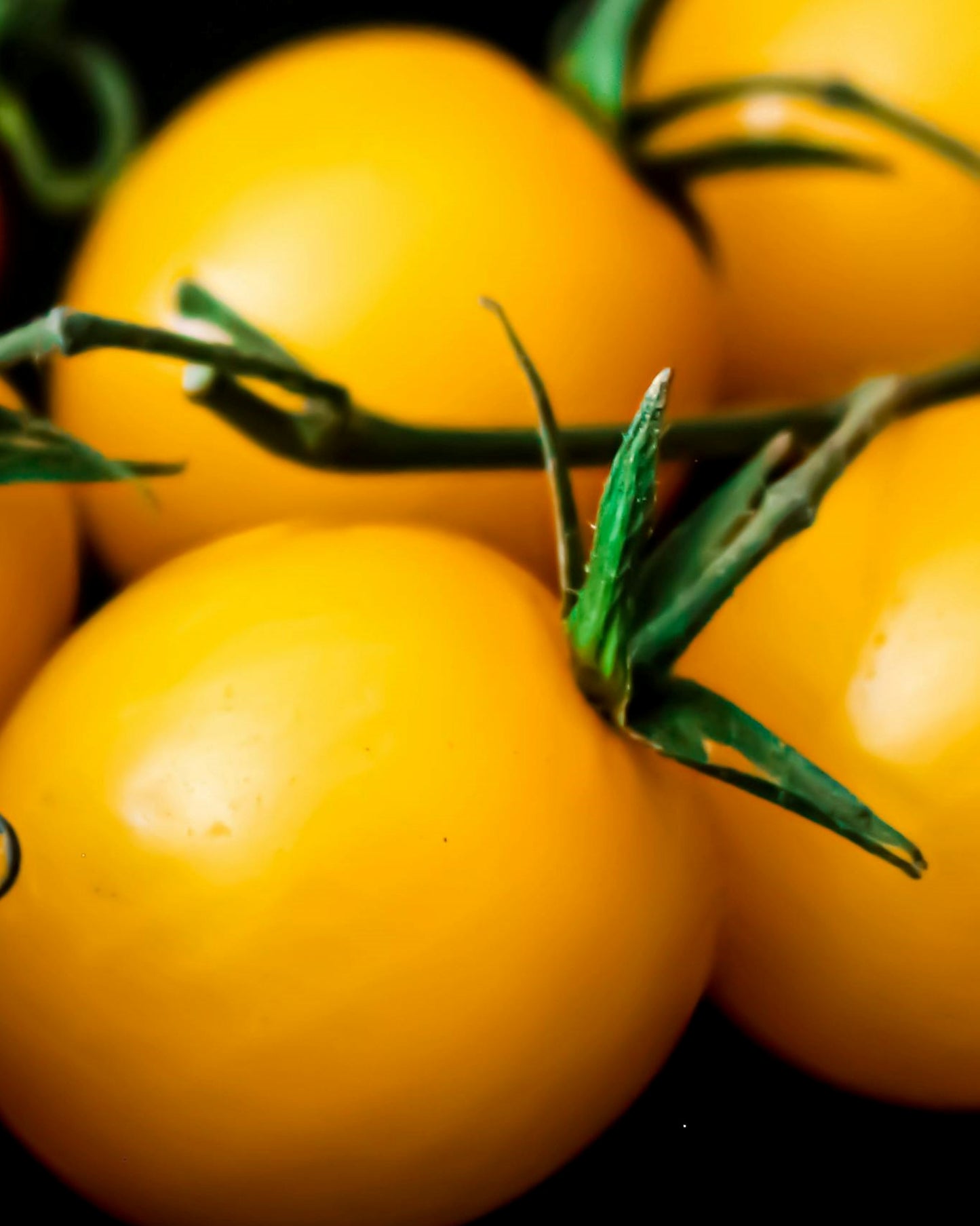 Tomato Seeds (Tommy Toe Yellow)