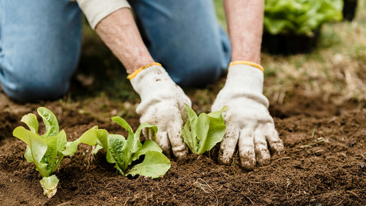 7 mistakes to avoid when designing a vegetable garden