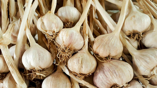 How to grow garlic in your own veggie patch