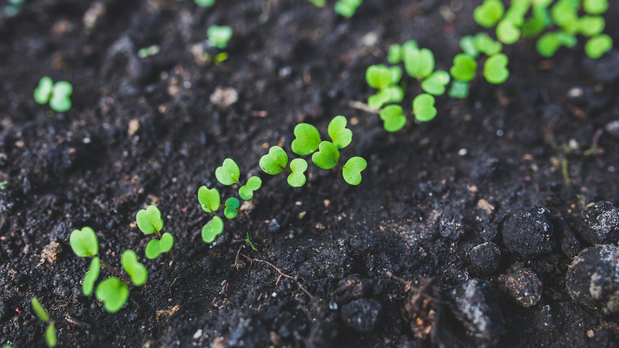 Embarking on Your Seed-to-Garden Journey: A Personal Experience