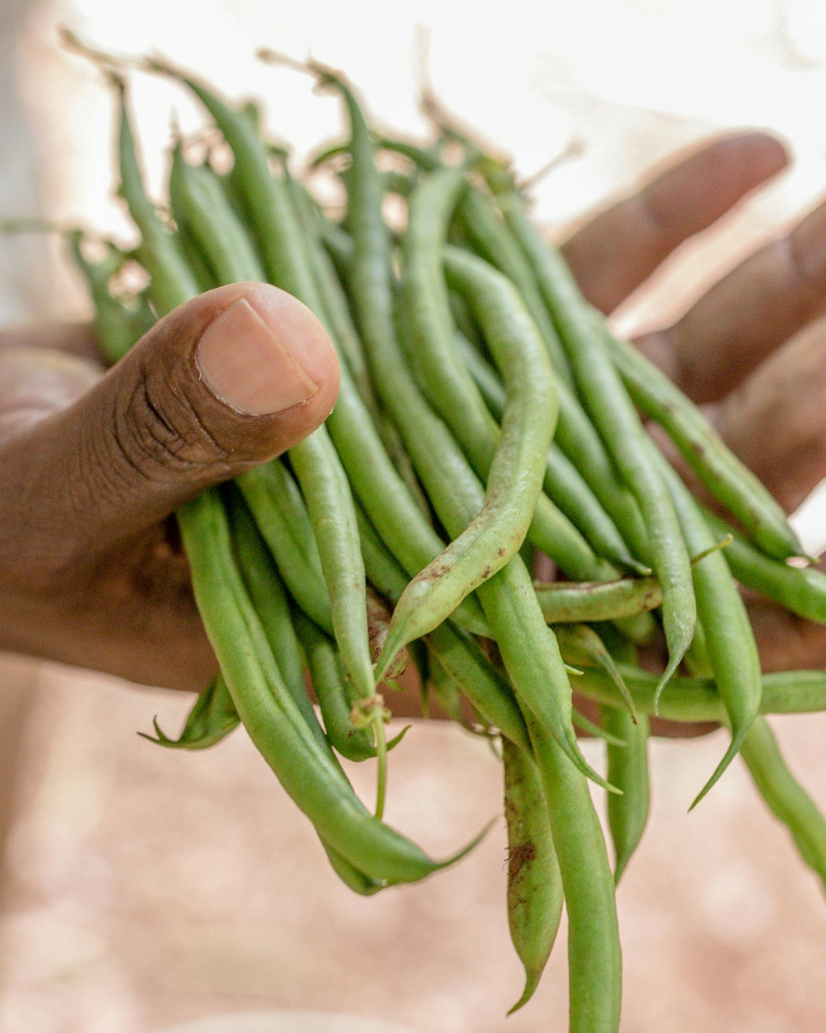 Bean Seeds (Strike)