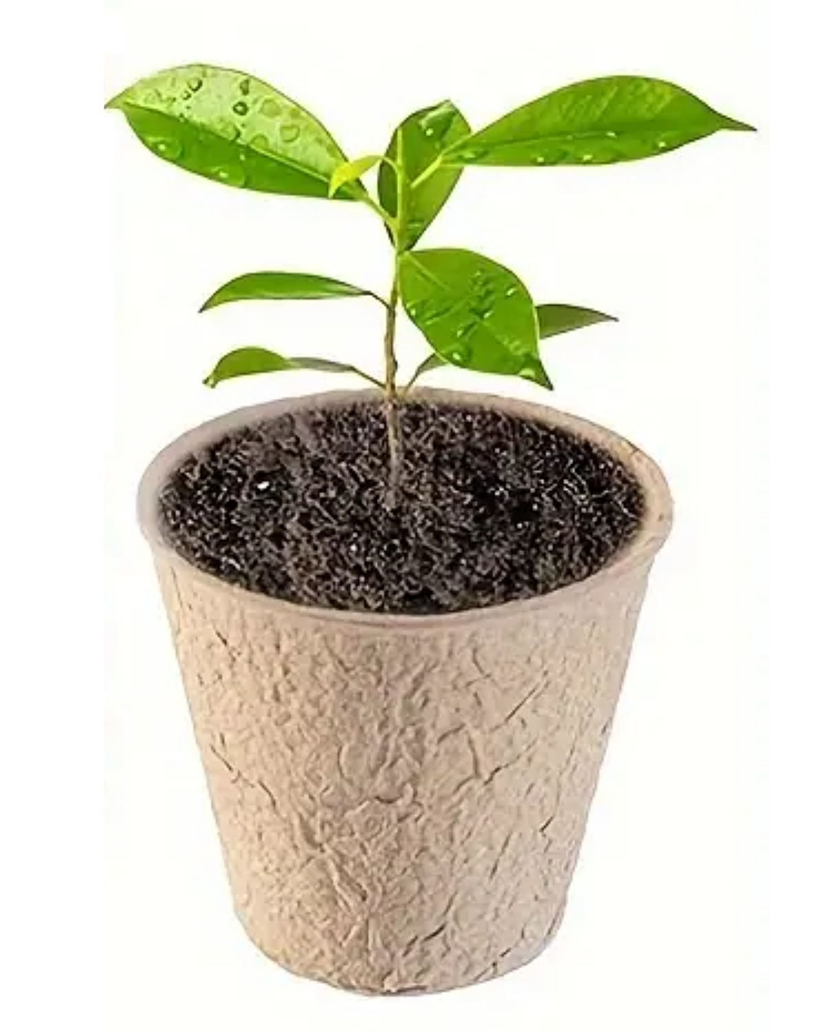 Biodegradable Vegetable Seed Starter Set