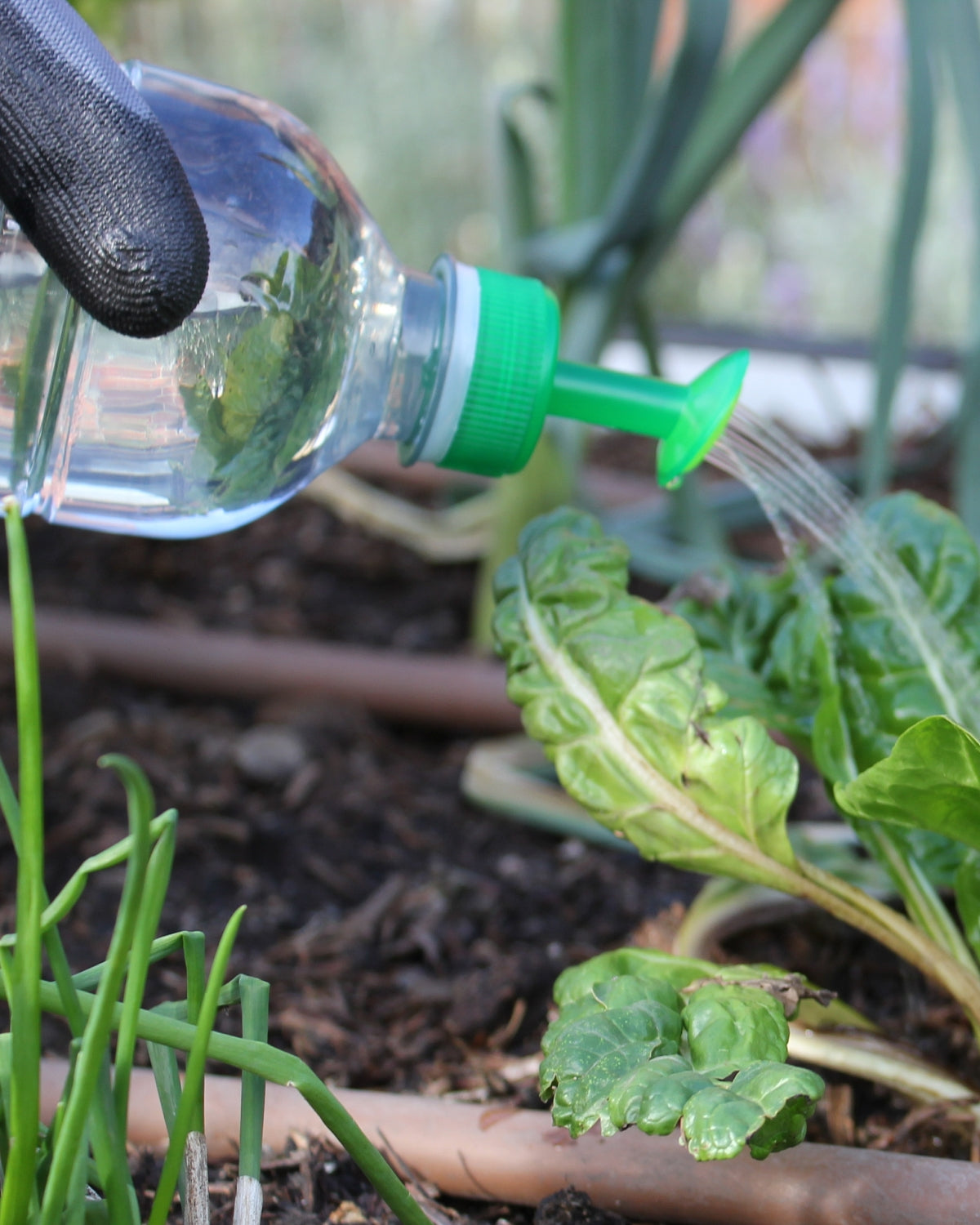 Biodegradable Vegetable Seed Starter Set