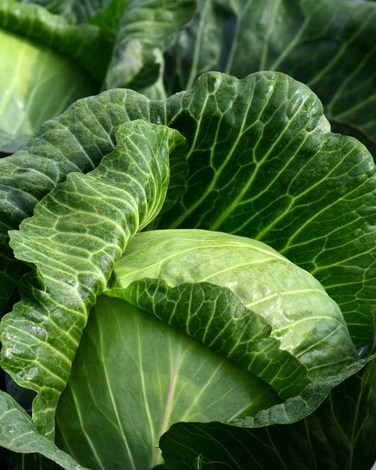 Cabbage Seeds (Golden Acre)