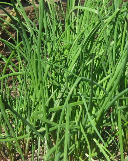 Chive Seeds (Medium)