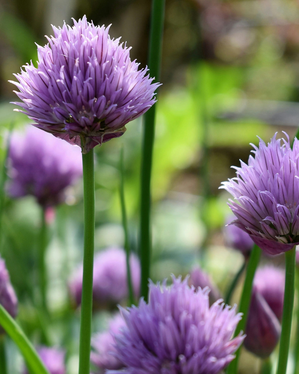 Chive Seeds (Medium)