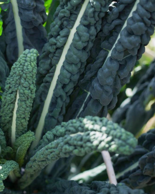 Kale Seeds (Black Toscana)