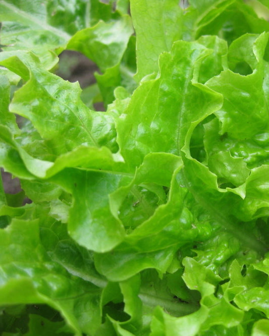 Lettuce Seeds (Salad Bowl Mix)