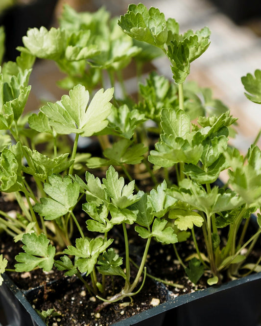 Parsley Seeds (Italian)