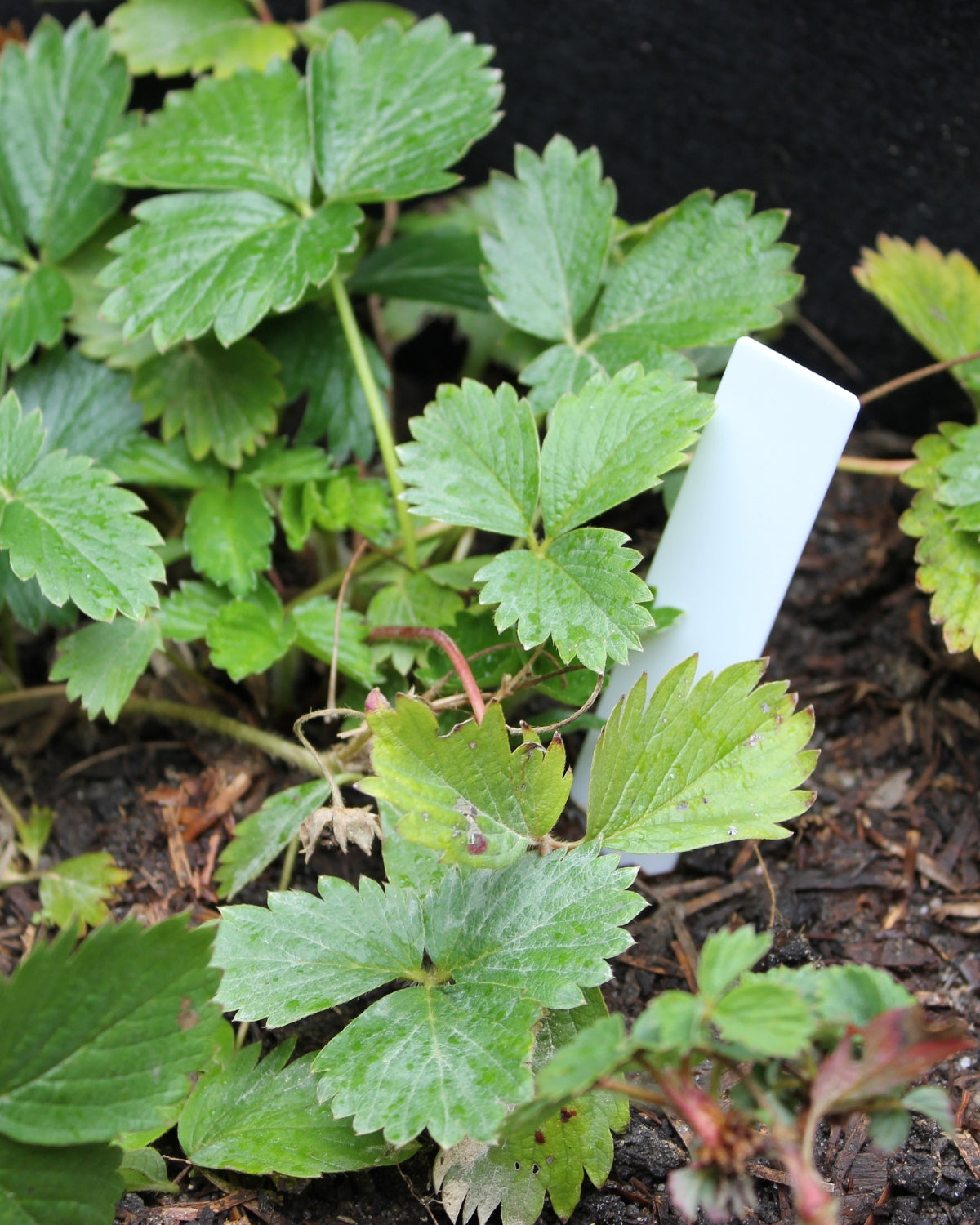Reusable Plant Label - Straight