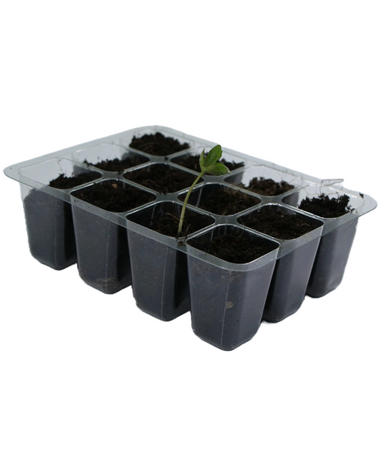 Seedling Tray - 12 Hole