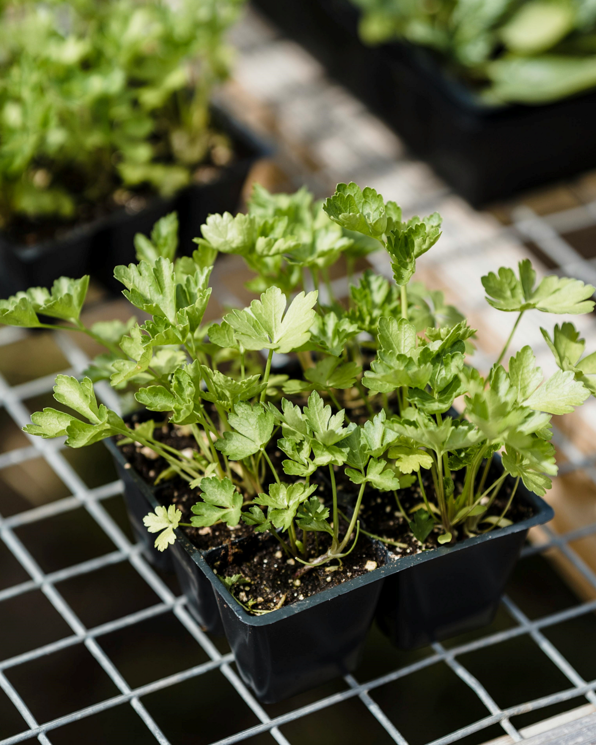 Seed Starting Tray with 12 Holes with seedlings