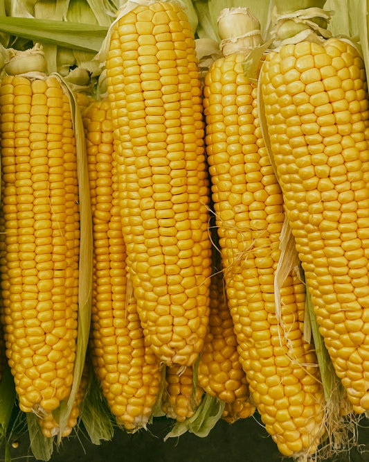 Sweet Corn Seeds (Sentinel)