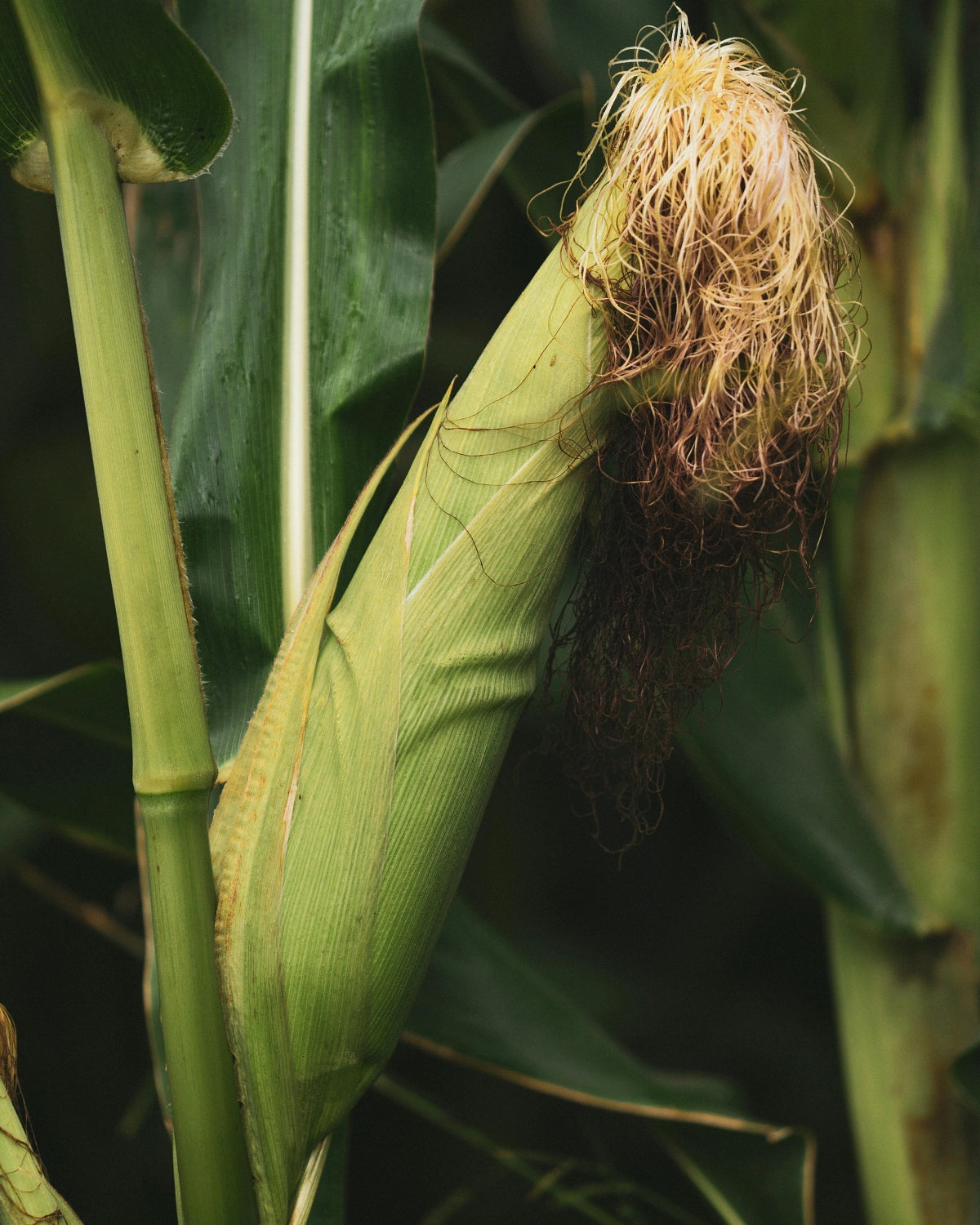 Sweet Corn Seeds (Sentinel)