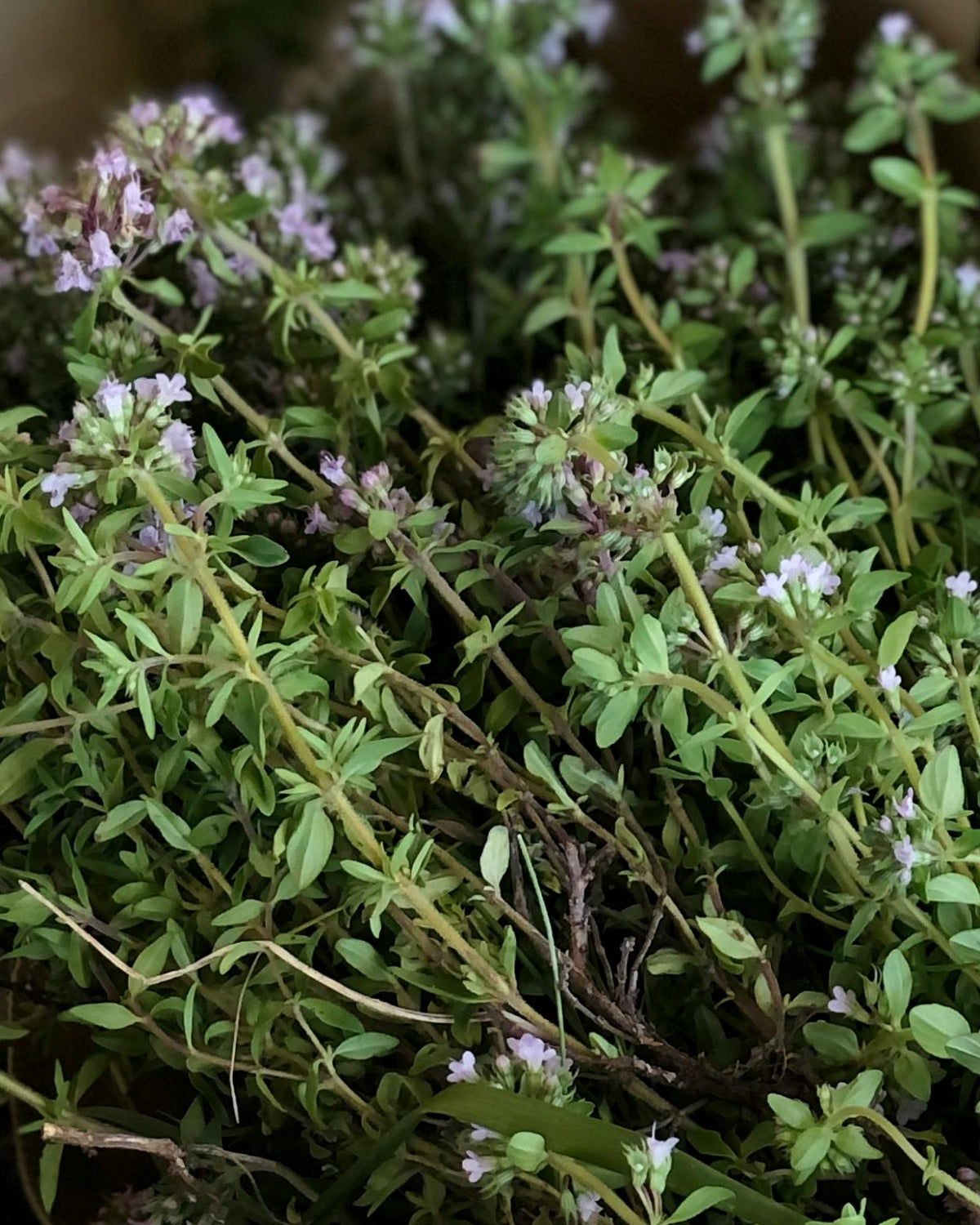 Thyme Seeds (Summer)