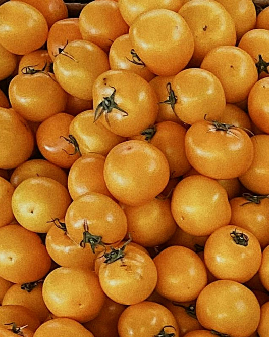 Tomato Seeds (Tommy Toe Yellow)