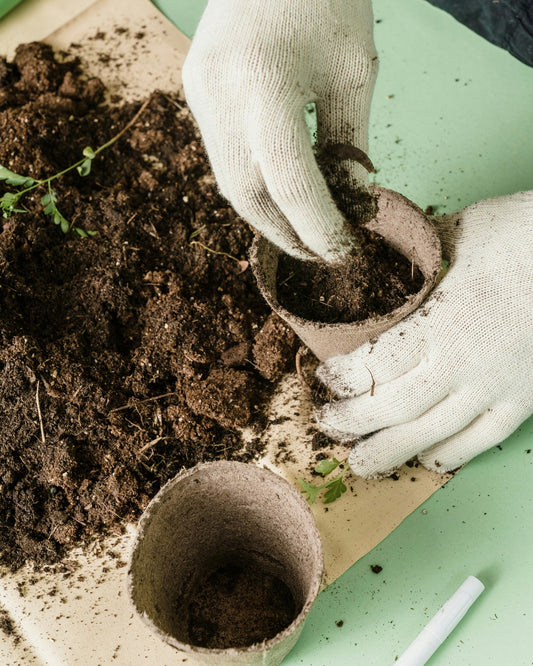 Biodegradable Vegetable Seed Starter Set