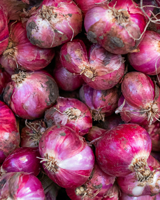 Onion Seeds (Purplette)