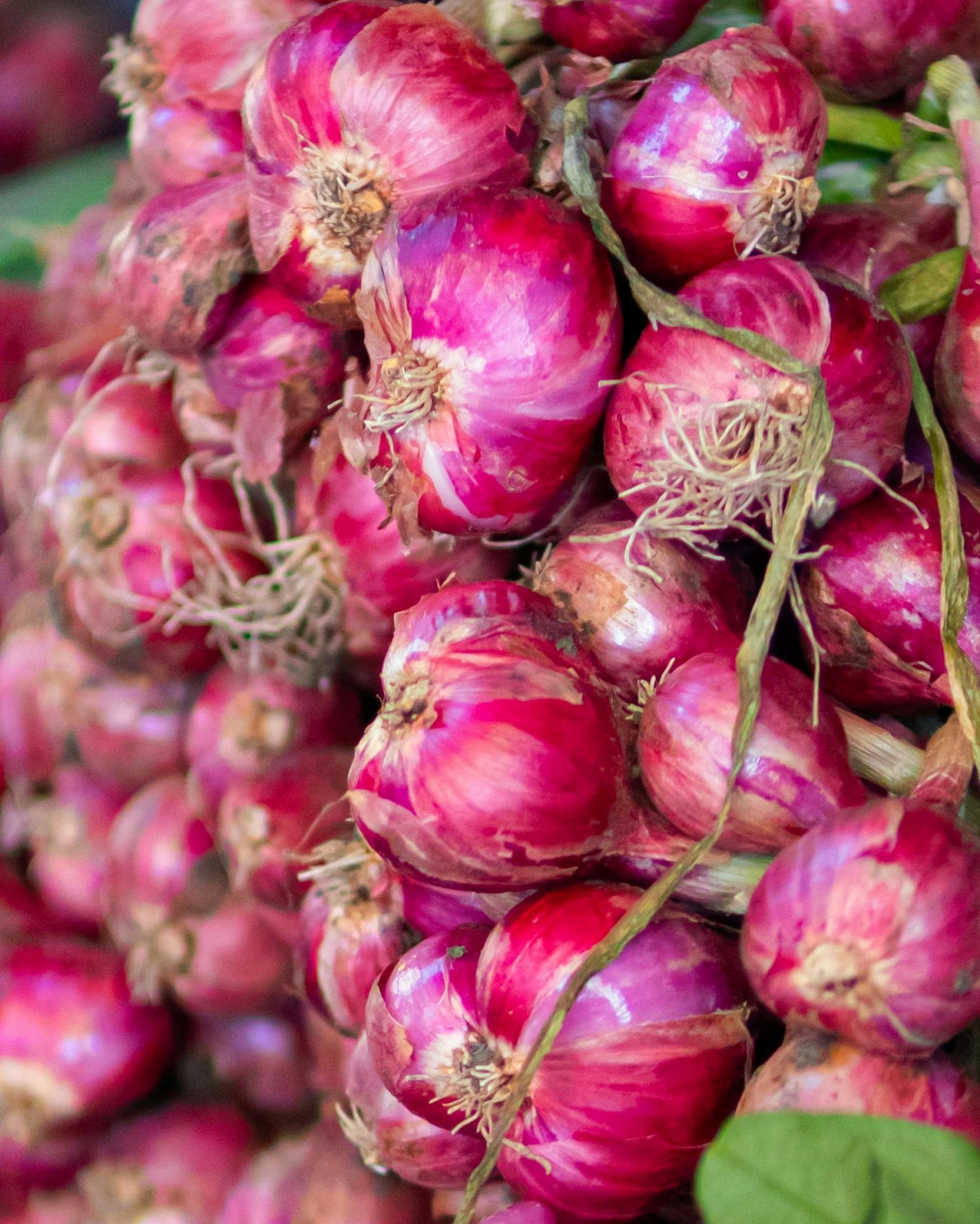 Onion Seeds (Purplette)