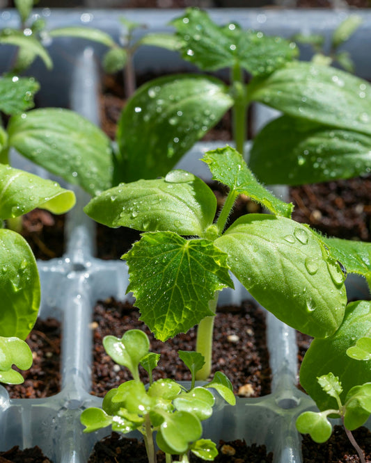 Vegetable Seed Starter Set