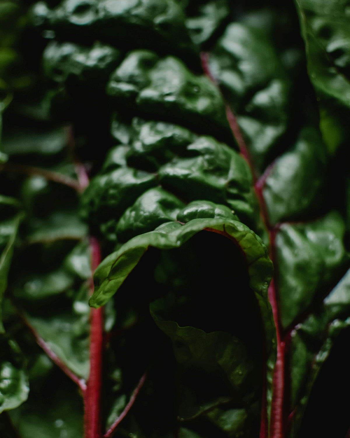 Swiss Chard Seeds (Ruby Red)