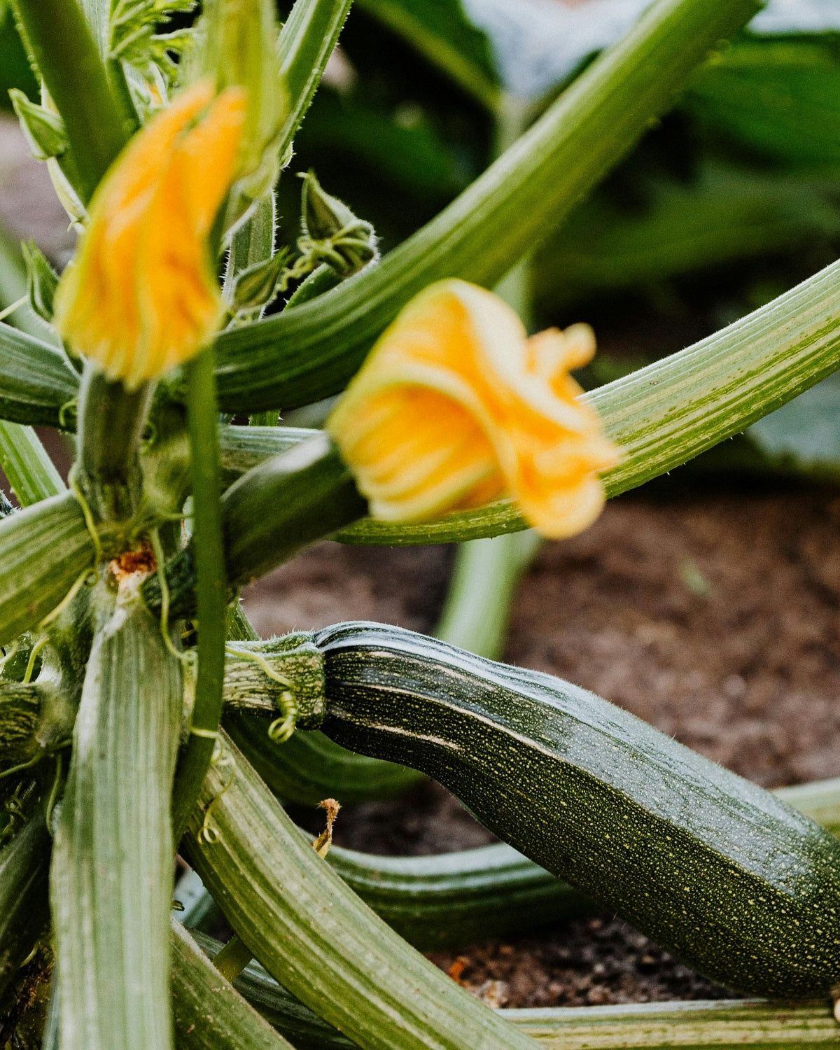 Zucchini Seeds (Black Beauty)